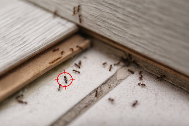 Professional Pest Control in Flint, MI